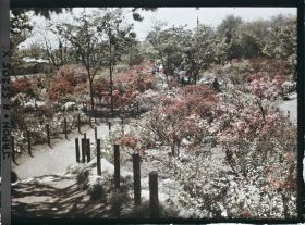 Image représentant Le parc de Hibiya (Hibiya-koen) : allée bordée d'azalées