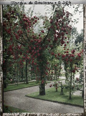 Image représentant Fruitier couvert de roses, au bord de l'axe principal du verger-roseraie menant au jardin français