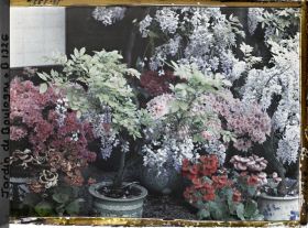 Image représentant Glycines, azalées et calcéolaires en pots fleuries au pied de la maison est du " village japonais "