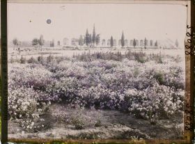 Image représentant Le jardin public et la façade du Palais des Gouverneurs
