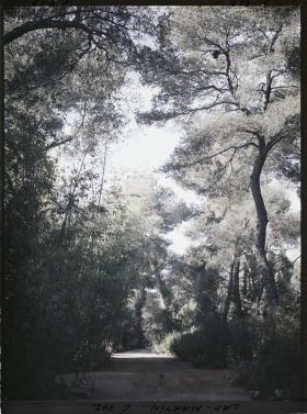 Image représentant Une allée du jardin près du bois de bambous