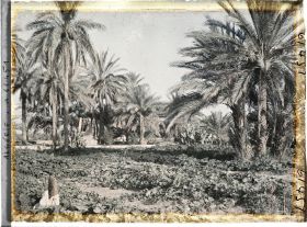 Image représentant Cultures de courgettes et de piments dans l'oasis