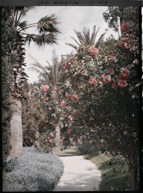 Image représentant Les rosiers dans le jardin