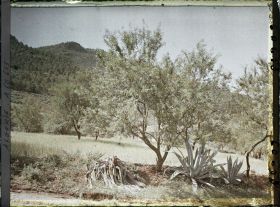 Image représentant Paysage au pied des monts de Tlemcen