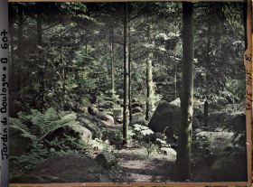 Image représentant La forêt vosgienne