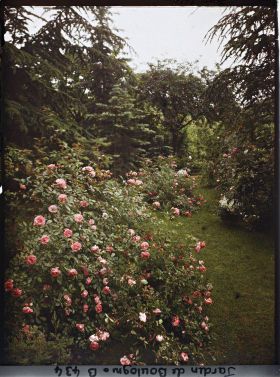 Image représentant Buissons de rosiers en fleurs au pied des conifères de la forêt bleue