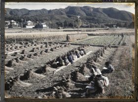 Image représentant Ecolières à l'étude du dessin d'après nature dans une rizière après la moisson