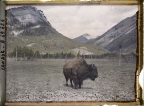 Image représentant Canada, Banff, Bison de trois quarts