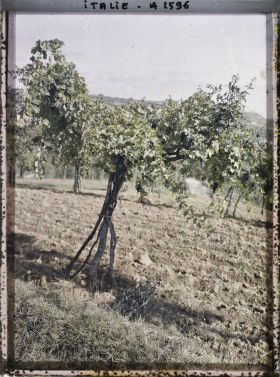 Image représentant Une vigne