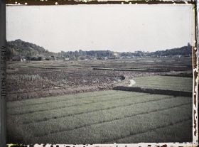 Image représentant Rizières