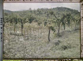 Image représentant Culture de vigne et plants de maïs