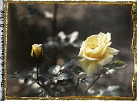 Image représentant Roses jaunes, épanouie et en bouton