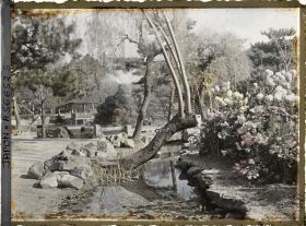 Image représentant Dobutsuen-mae (jardin zoologique): massif de chrysanthèmes le long d'un ruisseau