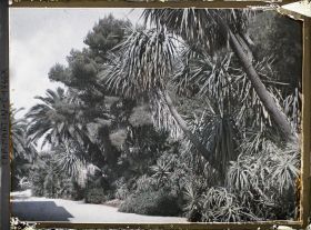 Image représentant Allée près de la villa Kahn, bordée de palmiers, yuccas et aloès