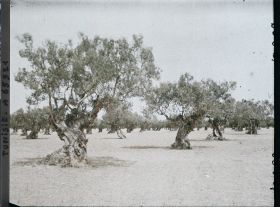 Image représentant Vieux oliviers dans une plantation (culture arabe)