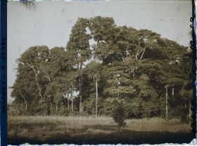 Image représentant Un bois sacré faisant office d'enclos fétichiste