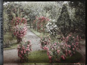 Image représentant Parterre de rosiers tiges et allée fleurie menant à la forêt bleue, à l'est du verger-roseraie