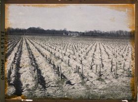 Image représentant France, Blanquefort, Cépage "Cavernet Sauvignon"