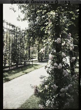 Image représentant Roses et fruitiers palissés, au bord d'une allée menant vers le sud, à l'ouest du verger-roseraie
