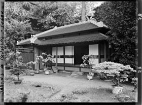 Image représentant Bonsaïs face à la maison est du " village japonais ", ornée de glycines en pots fleuries