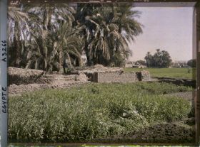 Image représentant Cultures aux abords du village sur l'île d'Eléphantine