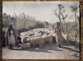 Image représentant Deux bergers et leur troupeau de moutons
