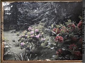 Image représentant Rhodos dans la forêt bleue