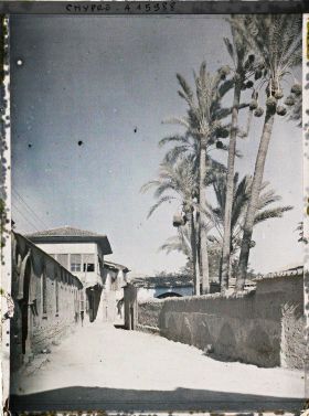 Image représentant Une rue bordée de palmiers