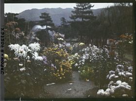 Image représentant Massifs de chrysanthèmes dans le parc zoologique (Dobutsuen-mae)