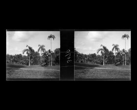 Image représentant Palmiers dans le jardin botanique