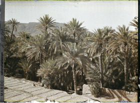 Image représentant La palmeraie avec au fond, le Djebel Taghla