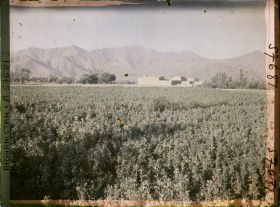 Image représentant Champ de fèves et ferme
