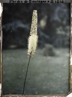 Image représentant Erémurus jaune