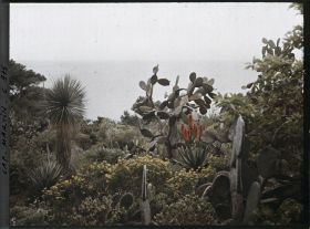 Image représentant Figuiers de Barbarie, vue vers la Mer