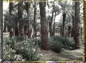 Image représentant Lauriers roses poussant au pied des palmiers