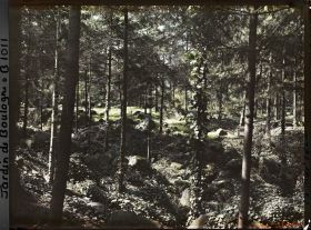 Image représentant La forêt vosgienne