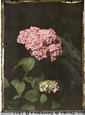 Image représentant Fleur d'hortensia