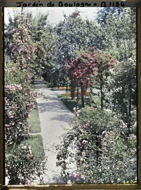 Image représentant Rosiers en fleurs au bord d'une allée menant à la forêt bleue, dans la partie est du verger-roseraie