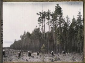 Image représentant Cueillette des myrtilles