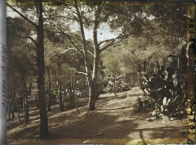 Image représentant Le bois des Planteurs