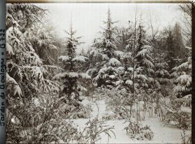 Image représentant Forêt bleue sous la neige