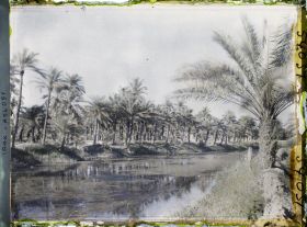 Image représentant Dans une palmeraie