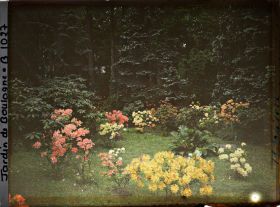Image représentant Azalées en bordure de la forêt dorée