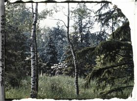 Image représentant La prairie et la forêt dorée