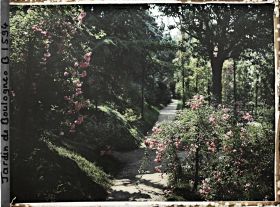 Image représentant Rosiers sur l'allée du verger-roseraie longeant le jardin japonais en direction de l'ouest