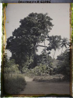Image représentant Espèces arboricoles : Kapokiers, cocotiers, bananiers et manioc