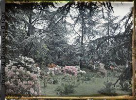 Image représentant Azalées sur la pelouse bordée par la forêt bleue