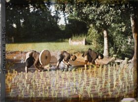 Image représentant Le repiquage du riz pour la récolte de novembre