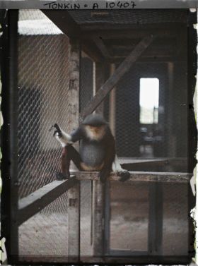 Image représentant Un " singe à culotte rouge " dans le zoo du jardin botanique