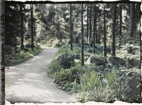 Image représentant Allée dans la forêt vosgienne